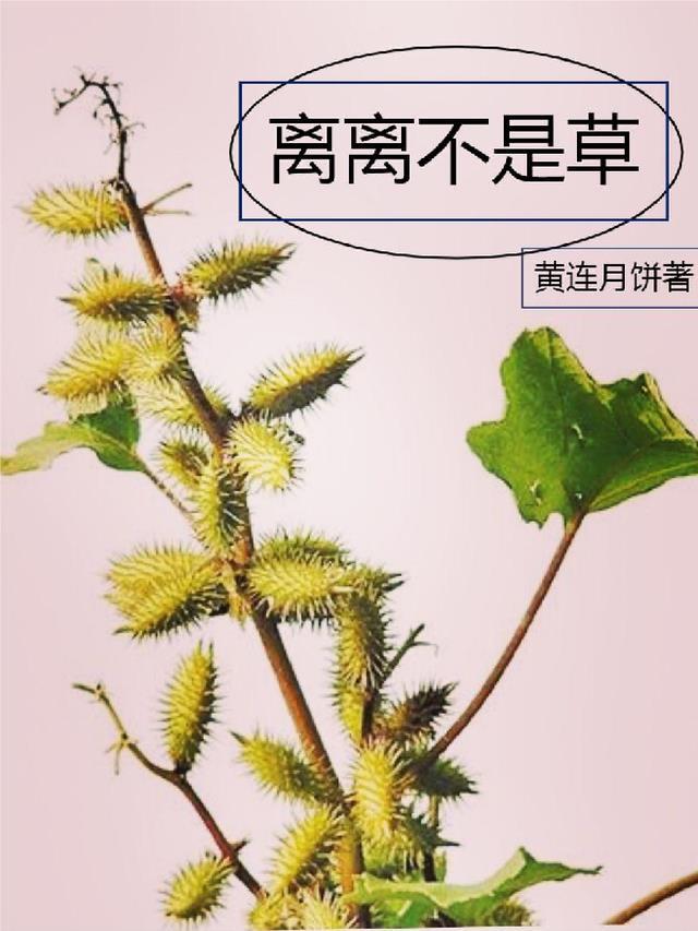 离离原离离草博客